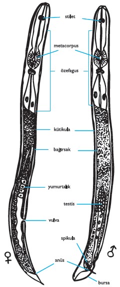 Nematodun vücut yapısı