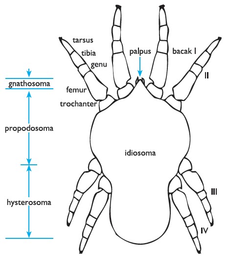 Akarların vücut yapısı