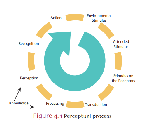 Stages of perceptual process