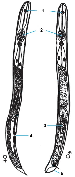 Nematodun vücut yapısı